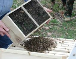 3 Pound package of bees for sale kansas city
