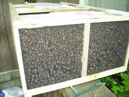 3 Pound package of bees for sale kansas city