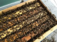 These Kansas City beekeepers are bringing hives of pollinators to