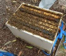 Single Box Hive with Bees for sale kansas city